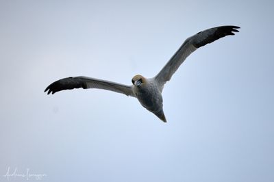 2500_AIS_0198_vis.jpg