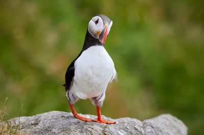 2500_AIS73922_vis.jpg