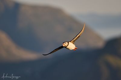 2500_AIS72430_vis.jpg