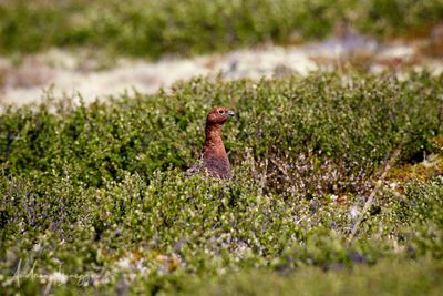 1920_AIS_9316_Moorschneehuhn_vis.jpg