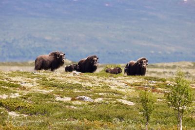 Norwegen 2023 - Moschus, Puffins und mehr