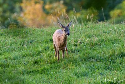 small_AIS75824-CR3_DxO.jpg