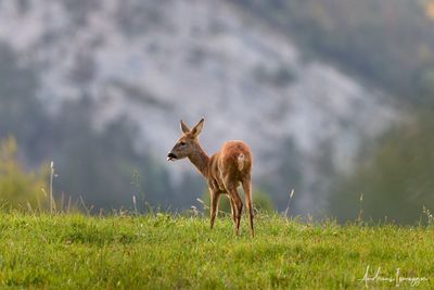 small_AIS75832-CR3_DxO.jpg