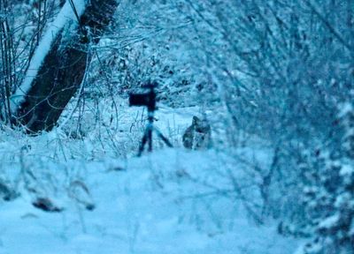 hinter_fuchs.jpg