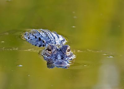 gator