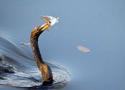 anhinga