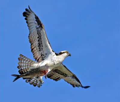 osprey