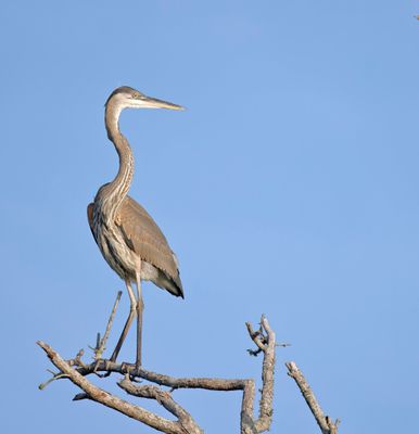 birds_ll