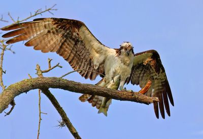 osprey
