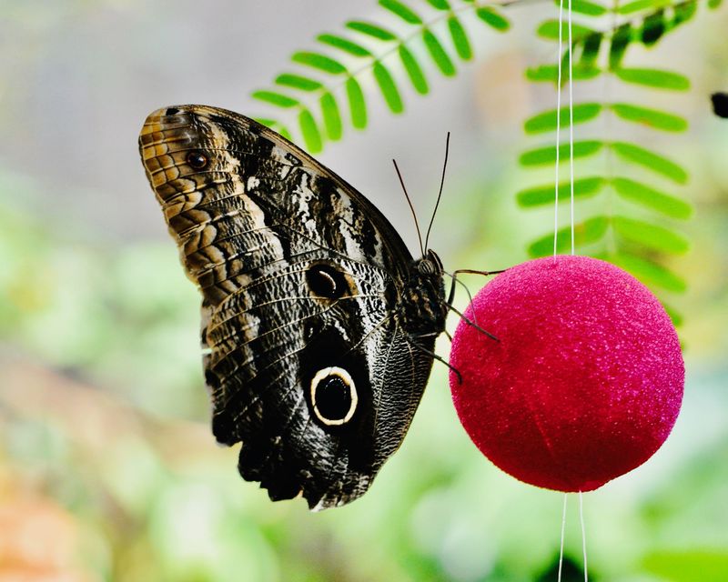 Tom Pipal Butterflies