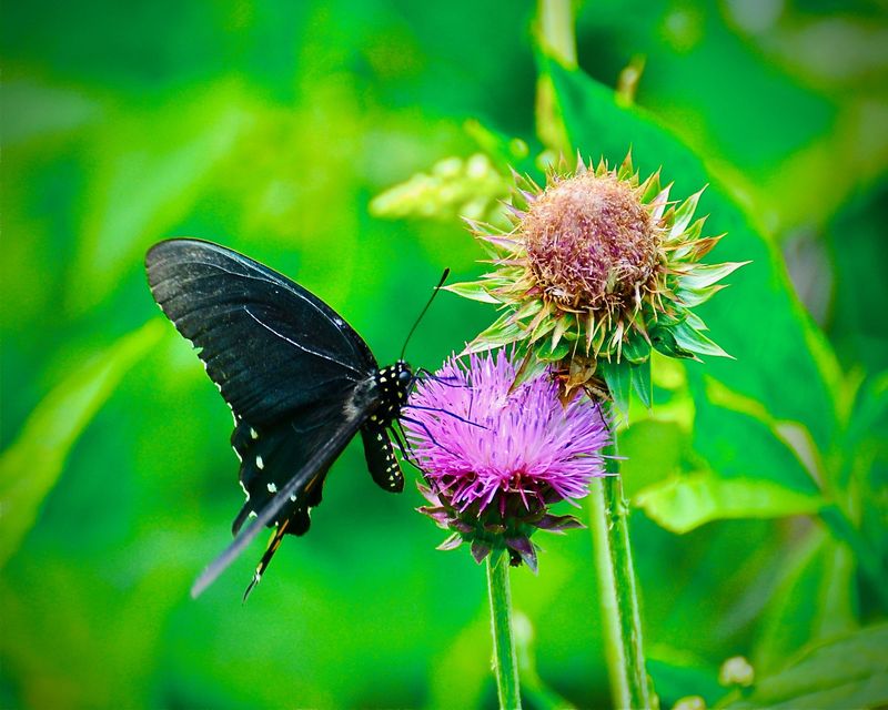 Tom Pipal Butterflies