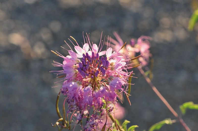 Tom Pipal  Flowers