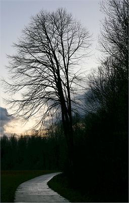Trees