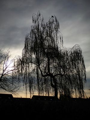 A weeping willow