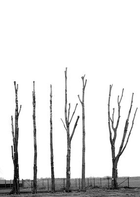 Trimmed poplars