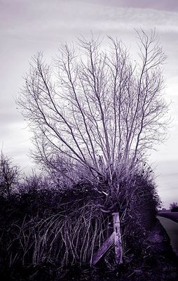 The pollard willow
