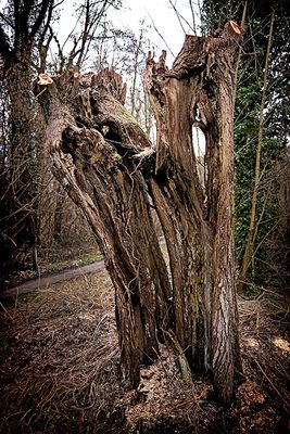 The old pollard willow. Still alive!