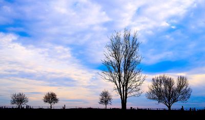 A few trees