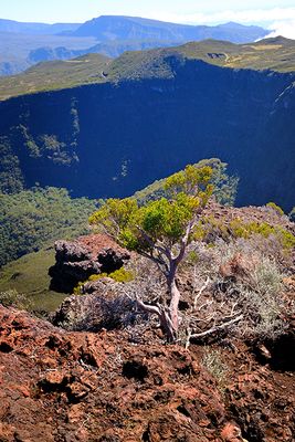 La Réunion April - May 2025