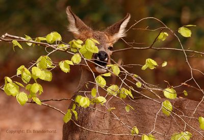 Ree - Roe Deer