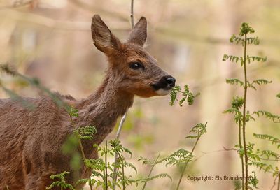 Ree - Roe Deer