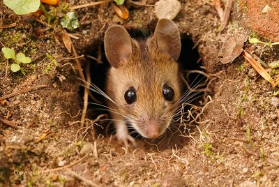Bosmuis - Wood mouse