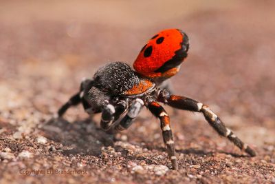 Lentevuurspin - Ladybird spider