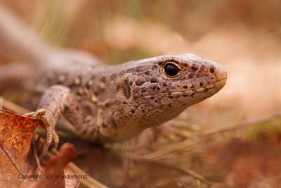 Zandhagedis - Sand lizard