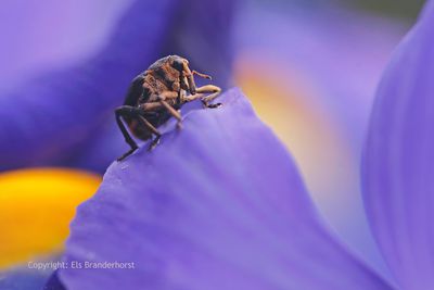 Lissnuitkever - Iris Seed Weevil