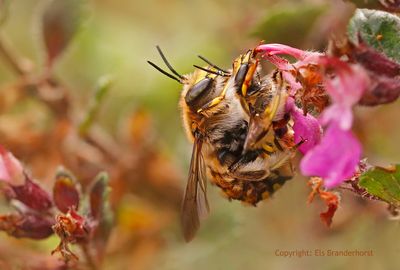 Grote wolbij - European wool carder bee