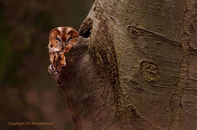 Bosuil - Tawny Owl