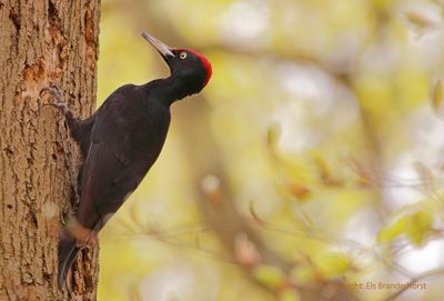 Zwarte specht - Black Woodpecker