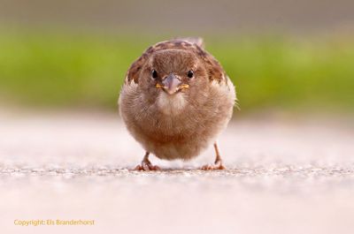 Huismus - House Sparrow