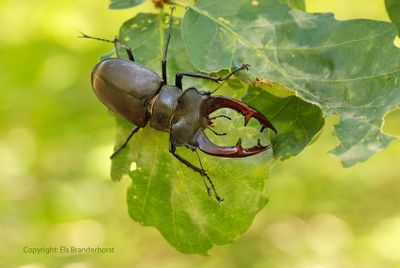 Vliegend hert - Stag Beetle