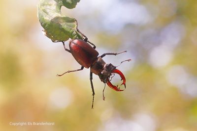 Vliegend hert - Stag Beetle