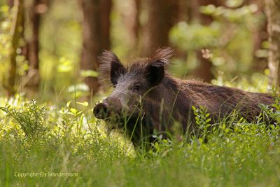 Wild zwijn - Wild Boar