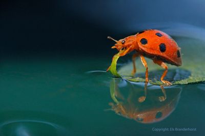 Heggenranklieveheersbeestje - Bryony Ladybird