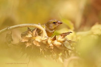 Groenling - European Greenfinch