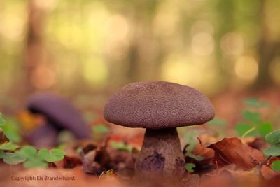 Violette gordijnzwam - Violet webcap