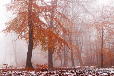 Beukenbos; Beech forest