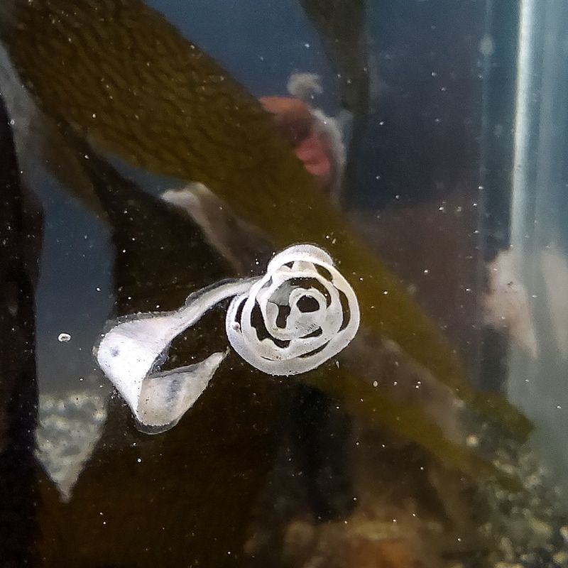 Ucluelet Aquarium