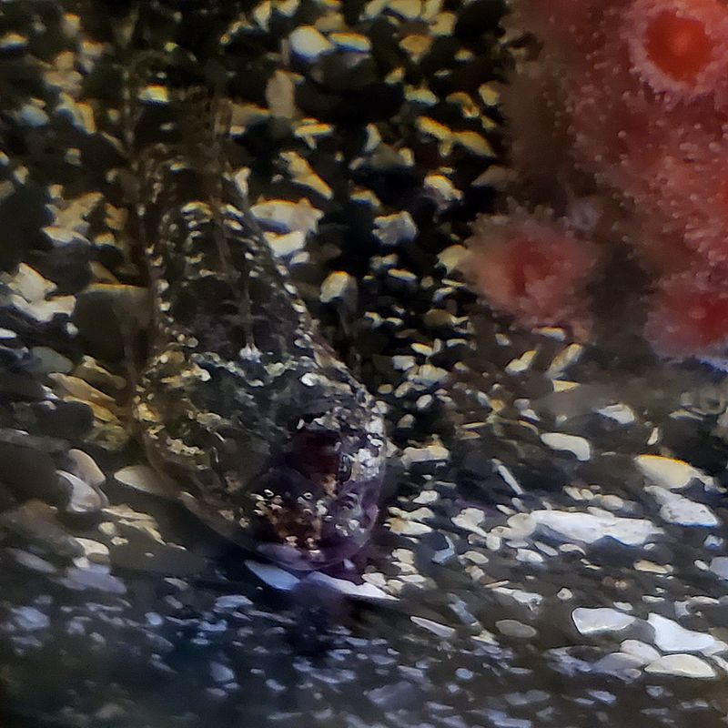 Ucluelet Aquarium