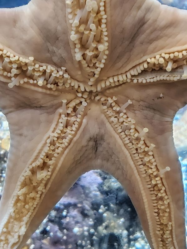 Ucluelet Aquarium