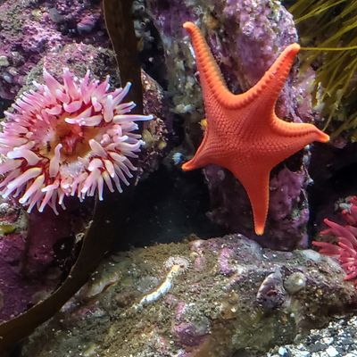 Ucluelet Aquarium