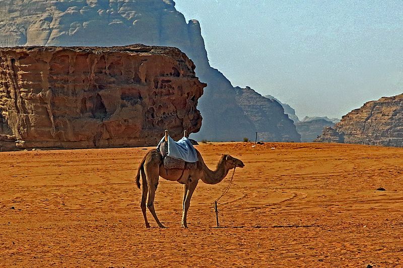 Wadi Rum_11.jpg