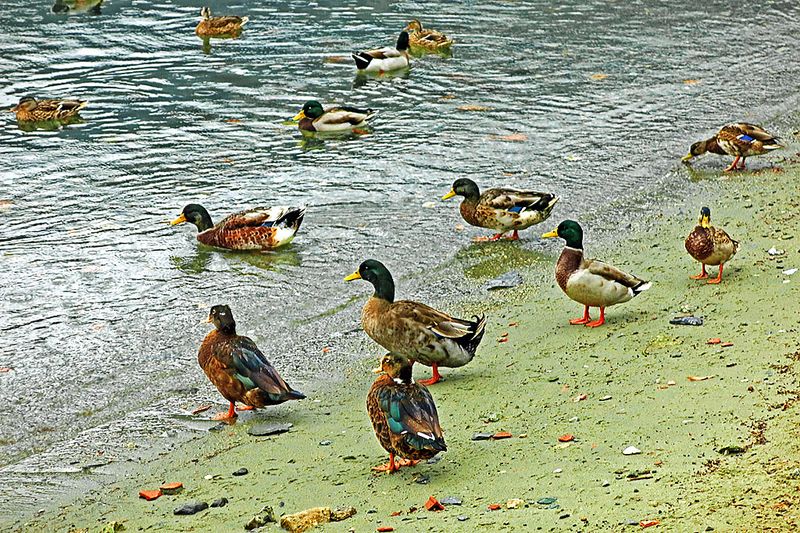 24_Como ducks.jpg