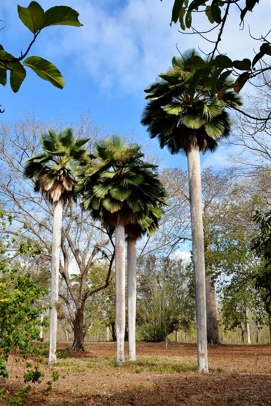 25_Botanical Gardens--.jpg