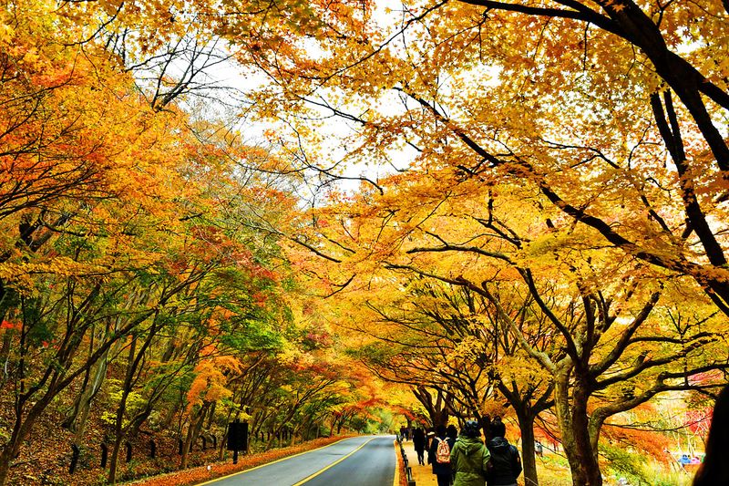 09_Autumn in Naejangsan National Park.jpg