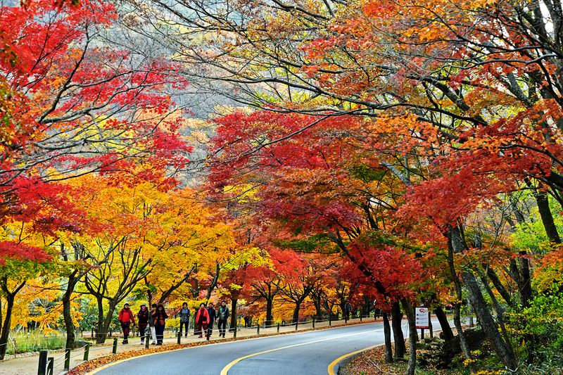 10_Autumn in Naejangsan National Park.jpg