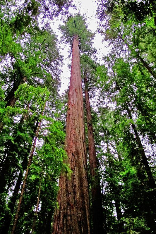 04_Redwood Nat'l and State Park.jpg